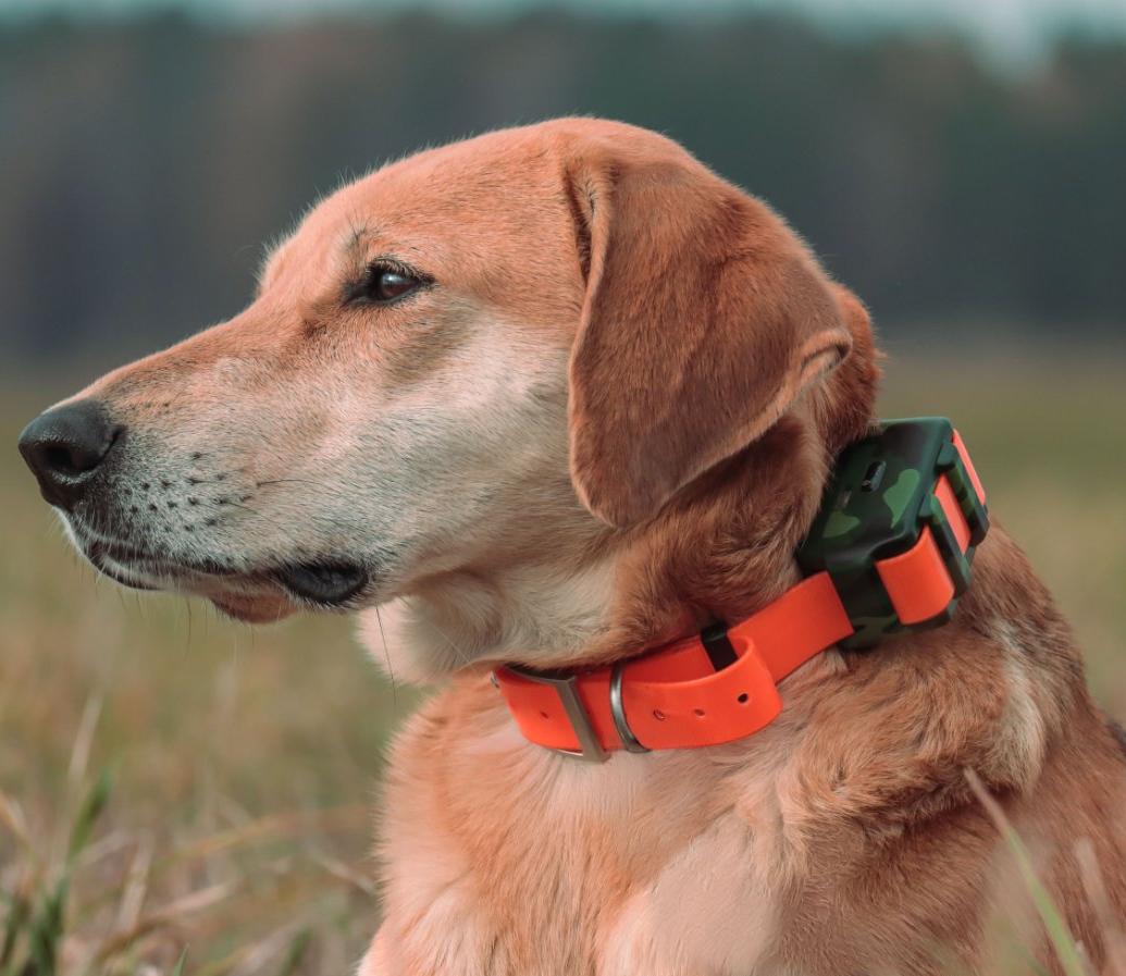 Outdoor Hunting Dog Collar - Localizador Impermeable IP68 para Perros de