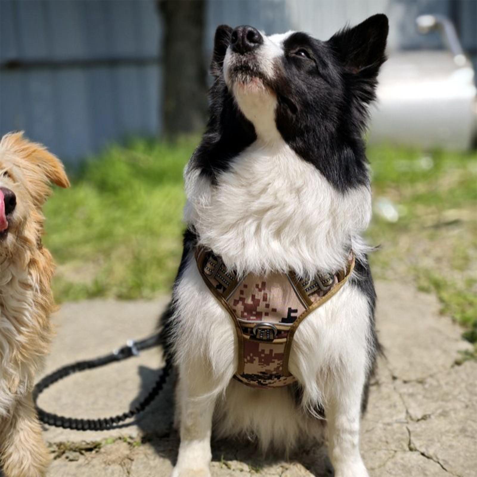 Outdoor Hunting Dog Collar - Arnés para perros con hebilla de