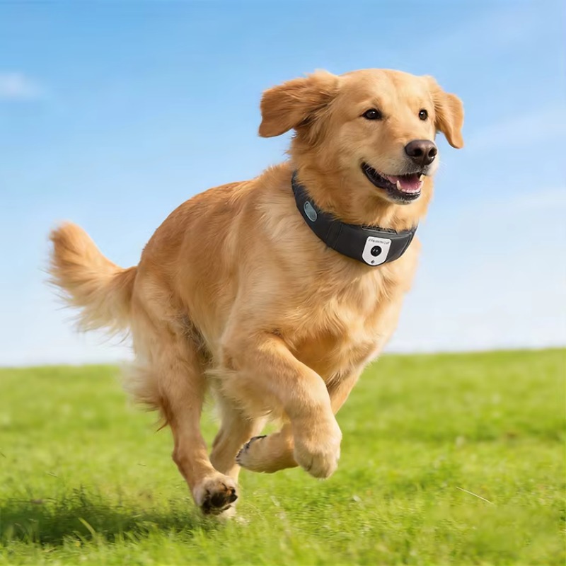 Rastreador GPS para Perros de  - Outdoor Hunting Dog Collar reseña y precio
