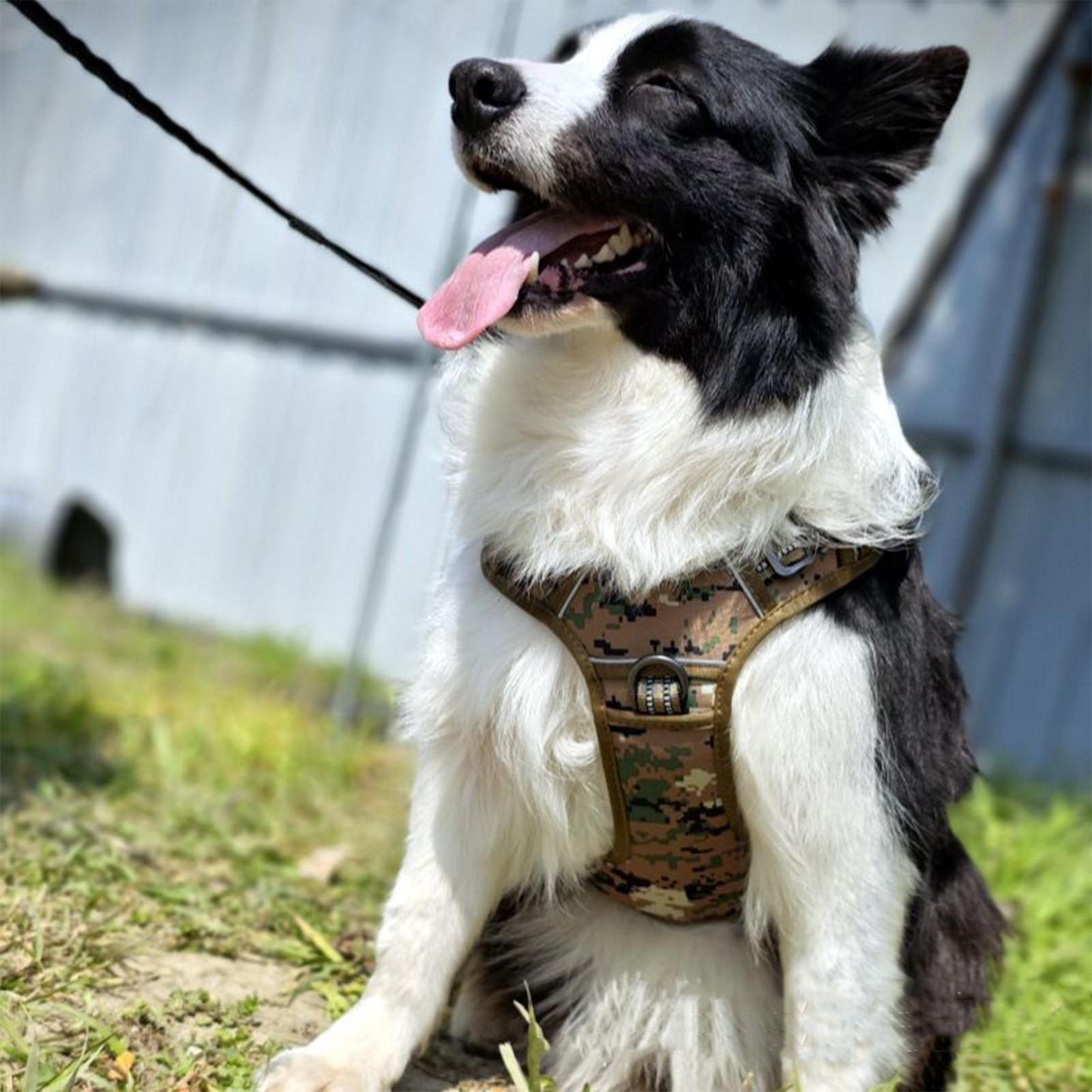 Arnés para perros de alta resi - Outdoor Hunting Dog Collar reseña y precio