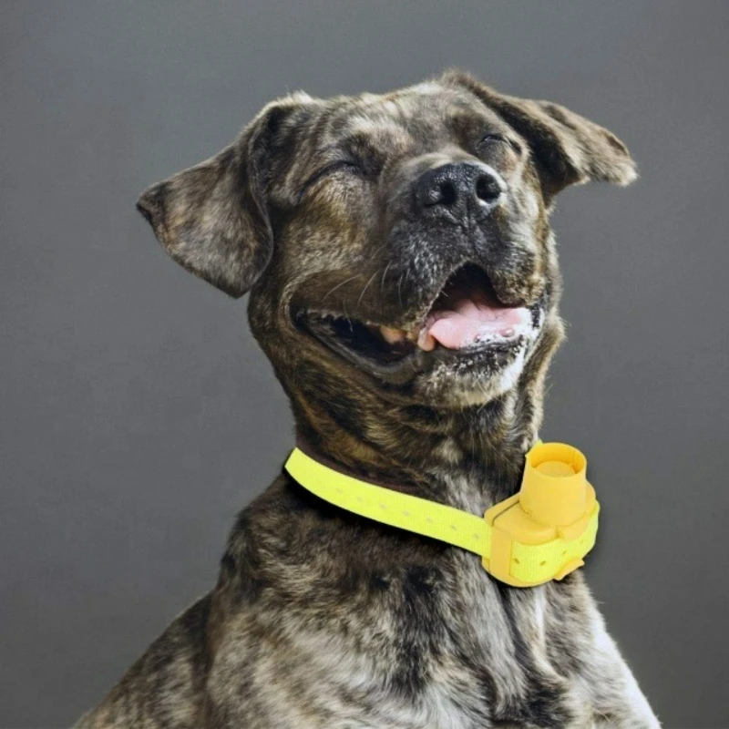 Collares Beeper para Perros de - Outdoor Hunting Dog Collar reseña y precio