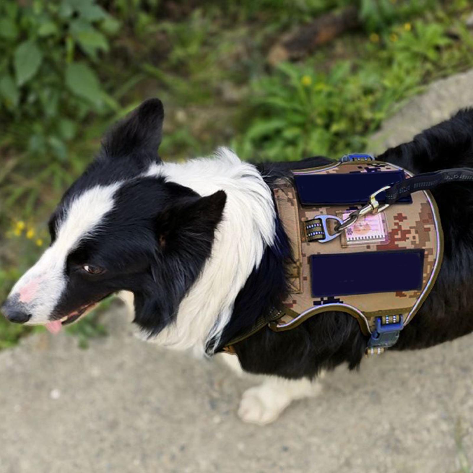 Arnés para perros con hebilla  - Outdoor Hunting Dog Collar reseña y precio