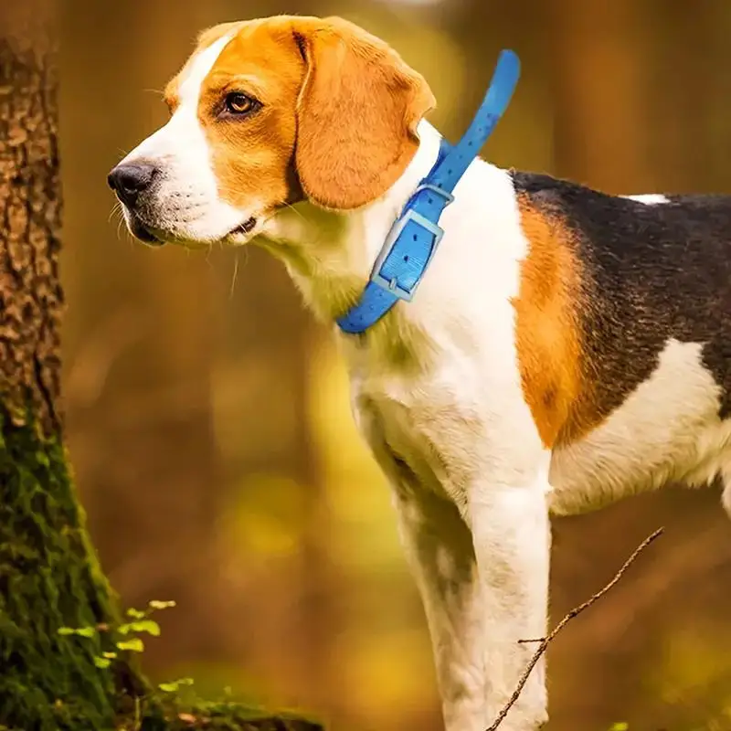 Collar de seguridad para masco - Outdoor Hunting Dog Collar reseña y precio