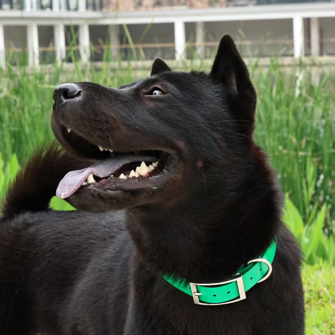 Collar de perro de TPU resiste - Outdoor Hunting Dog Collar reseña y precio